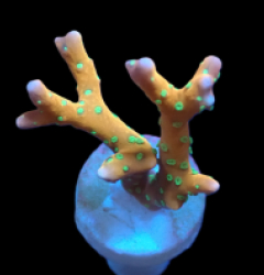 Anacropora forbesi (Tropicana) (DJM Grown) pb 080