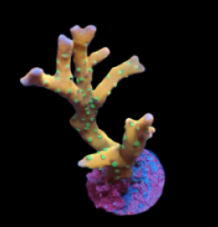 Anacropora forbesi (Tropicana) (DJM Grown) pb 389