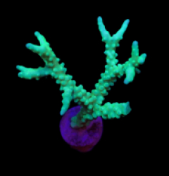 Anacropora spp. (Yellow-Green) (frag)
