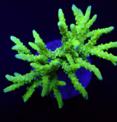 Anacropora sp. (Yellow-Green) (Blue polyps) o 171