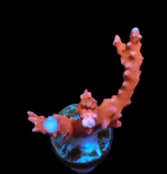 Anacropora spinosa (TNT) (DJM frag) pb 090