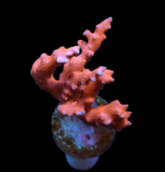 Anacropora spinosa (TNT) (DJM frag) pb 505
