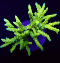 Anacropora spp. (Green Goblin)