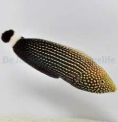Anampses lineatus