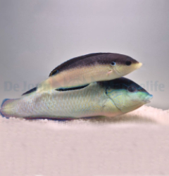 Anampses neoguinaicus (pair) - SC2A