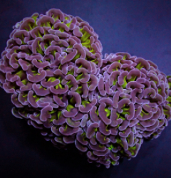 Euphyllia ancora (Two Tone)