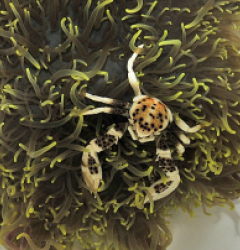 Anemone + Neopetrolisthes