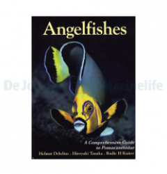 Angelfishes guide
