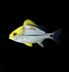 Anisotremus virginicus - T.B.