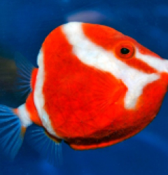 Anoplocarpos lenticularis (male) (Temperate water)