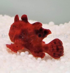 Antennarius spp. (Red)