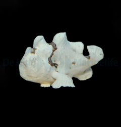 Antennarius spp. (White)