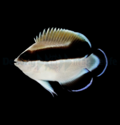 Apolemichthys arcuatus - T.B.