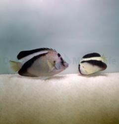 Apolemichthys griffisi (pair)
