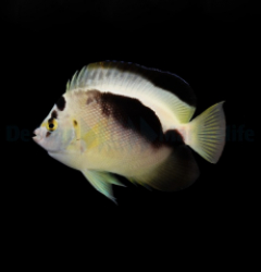 Apolemichthys xanthopunctatus X griffisi - T.B.