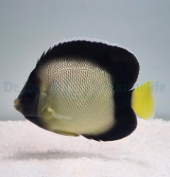 Apolemichthys xanthotis