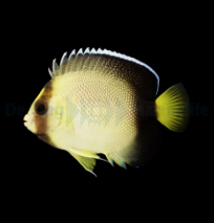 Apolemichthys xanthurus - T.B.