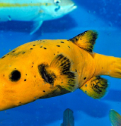 Arothron spp. (Citrinellus)