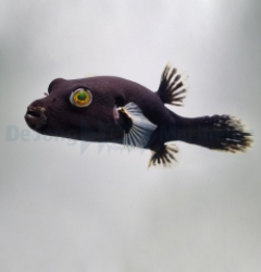 Arothron nigropunctatus (Black-White)