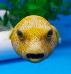 Arothron stellatus (Yellow phase)