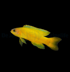 Assessor flavissimus - DJM Bred