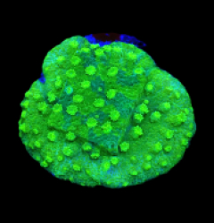 Astreopora sp. (Grafted) (DJM Grown) o 301