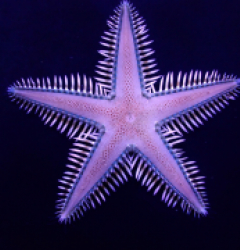 Astropecten polyacanthus