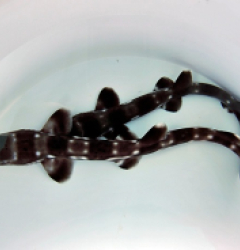 Atelomycterus marmoratus