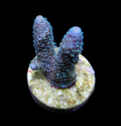 Acropora abrolhosensis (frag)