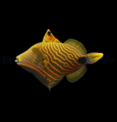 Balistapus undulatus