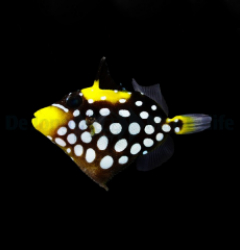 Balistoides conspicillum