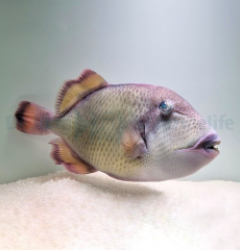 Balistoides viridescens