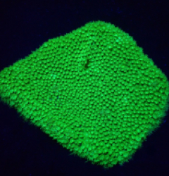 Bernardpora stutchburyi (Green Ultra) (L) o 201