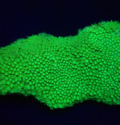 Bernardpora stutchburyi (Green Ultra) (L) o 615