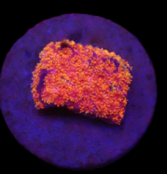 Bernardpora stutchburyi (Hellscape) (DJM frag) o 241