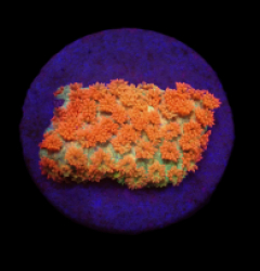 Bernardpora stutchburyi (Love Blossom) (DJM frag) o 021