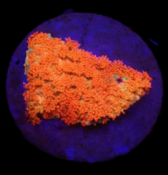 Bernardpora stutchburyi (Love Blossom) (DJM frag) o 312