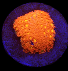 Bernardpora stutchburyi (Mickey Mouse) (DJM frag) o 027