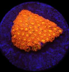 Bernardpora stutchburyi (Mickey Mouse) (DJM frag) o 241