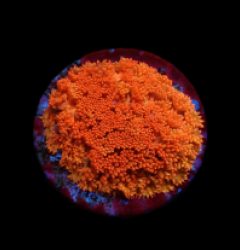 Bernardpora stutchburyi (Orange-Red Ultra) (DJM frag) pb 389