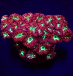 Blastomussa merletti (frag)