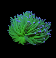 Euphyllia glabrescens (Blueberry) (1 hd.)