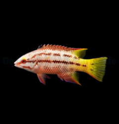 Bodianus diplotaenia