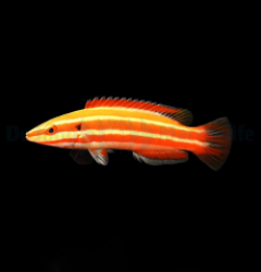 Bodianus neopercularis