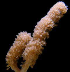 Briareum asbestinum