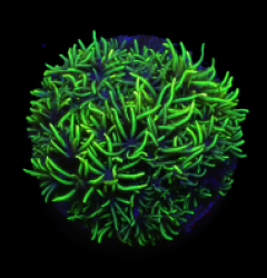 Briareum violaceum (Bright Green) (DJM frag) o 101