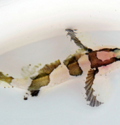 Callogobius clitellus