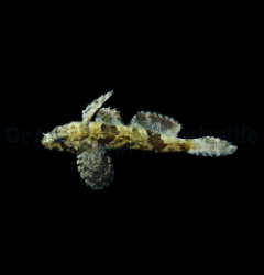 Callogobius hasseltii