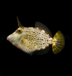 Cantherhines pardalis