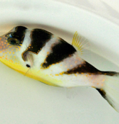 Canthigaster axiologus